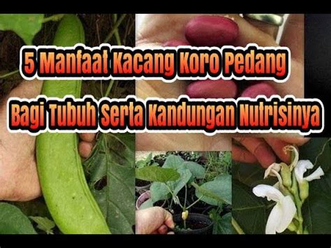 5 Manfaat Kacang Koro Pedang Bagi Kesehatan Tubuh YouTube