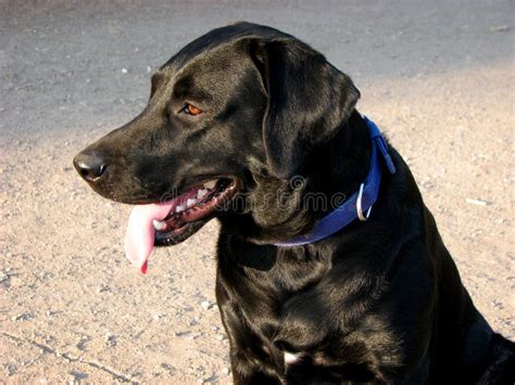 Sniffer Dog stock image. Image of look, attentive, police - 2403689