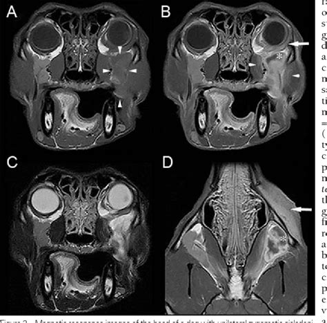 Pdf Clinical And Diagnostic Imaging Findings In Dogs With Zygomatic