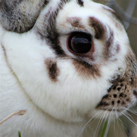 English Spot Rabbit: A Delightful Breed for Rabbit Enthusiasts