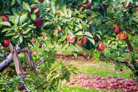 Ask These Questions To Yourself Before Starting A Multi Fruit Backyard Orchard