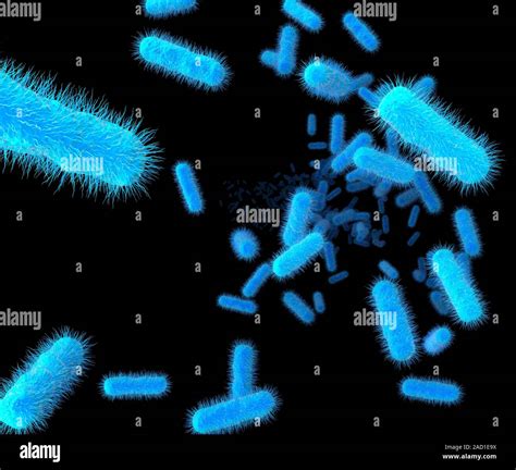 E Coli Bakterien Computer Abbildung Von Escherichia Coli Bakterien E