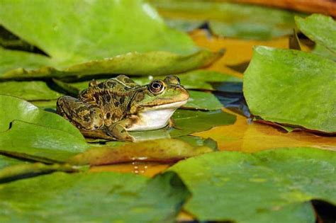 25 Examples of Amphibians (With Pictures) - Wildlife Informer