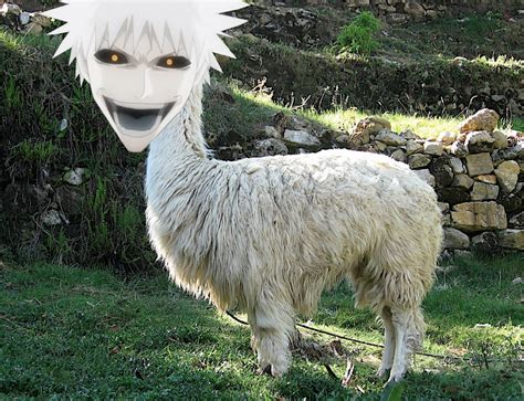 Albino Llama By Ldzetc On Deviantart