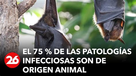 Murcielagos Riesgo De Una Posible Pandemia Global Youtube