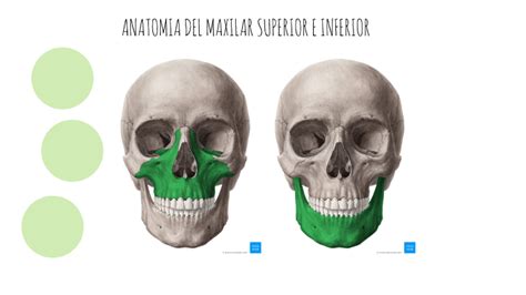 El Maxilar Es Un Hueso Bilateral By Maria Belascoain On Prezi