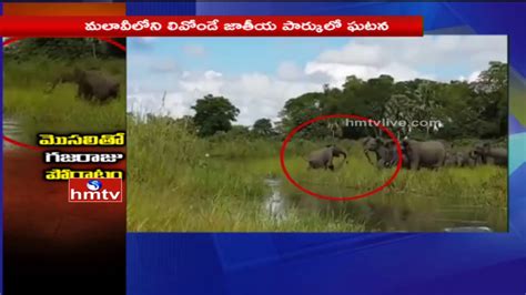 Viral Video of Elephant Vs Crocodile | Real Fight Between Crocodile and ...