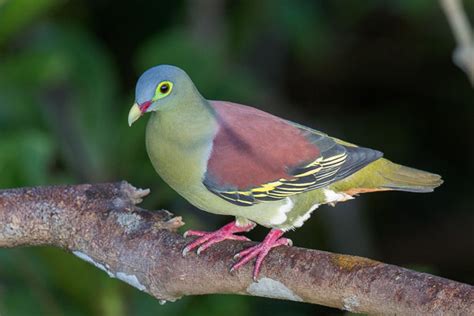 Remote Manipur village starts documentation of green pigeons