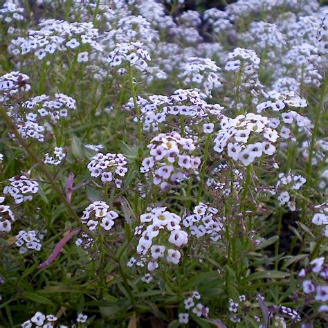 Lobularia maritima - UF/IFAS Assessment - University of Florida, Institute of Food and ...