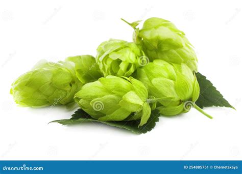 Pile Of Fresh Green Hops On White Background Stock Image Image Of