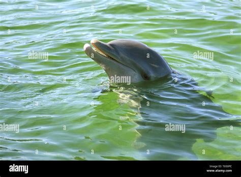 Porpoise teeth hi-res stock photography and images - Alamy