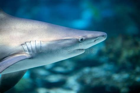 Grand Requin Blanc Sous Marin Image Stock Image Du Pacifique Crainte