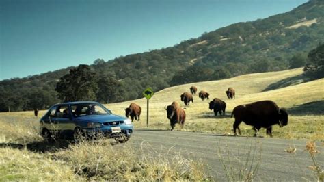 State Farm Tv Commercial Attacking Buffaloes Ispottv