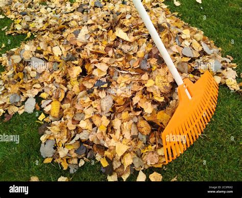 Pile of fall leaves with fan rake on lawn Stock Photo - Alamy