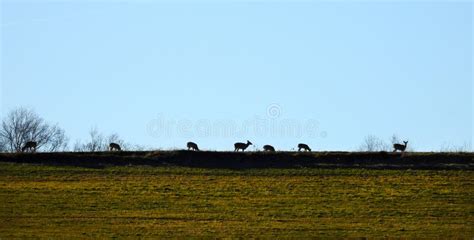 Whitetail Deer Herd On Evening Horizon Sky On Corn Field Stock Photo