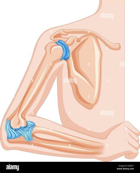 Human Body Parts Elbow Stock Vector Images Alamy