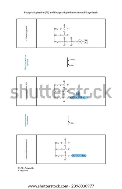 Schematic Molcular Diagram Phosphatidylserine Phosphatidylethanolamine Synthesis Stock Vector ...