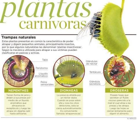 Las Partes De Una Planta Carn Vora Descubre Cu Les Son Plantas