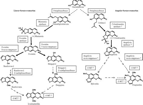 [pdf] Biosynthesis Of Coumarins In Plants A Major Pathway Still To Be Unravelled For Cytochrome