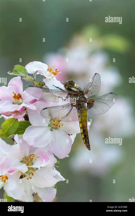 Broad Bodied Chaser Dragonfly Libellula Depressa Immature Male Uk