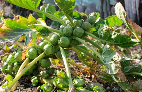 Informe Técnico Para El Cultivo De La Col De Bruselas El Huerto Urbano El Huerto En Casa