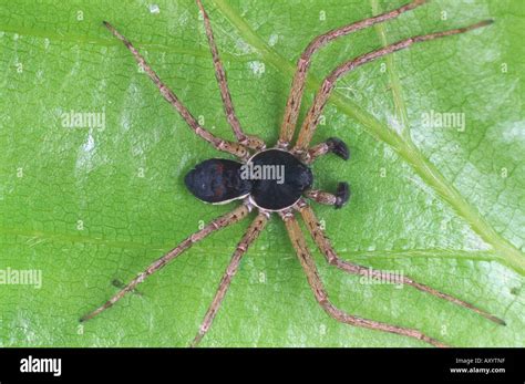 Running Crab Spider Philodromid Crab Spider Philodromus Dispar Stock