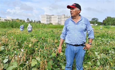 El Fríjol Caupí Salvador Nutricional Del Hombre Y El Suelo En