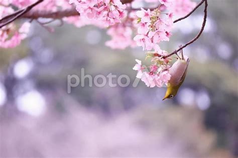 満開の美しい桜とメジロ No 25177340｜写真素材なら「写真ac」無料（フリー）ダウンロードok