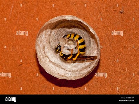 Queen wasp nest hi-res stock photography and images - Alamy