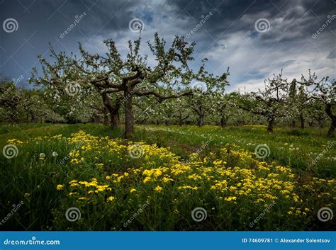 Blooming Old Apple Orchard Stock Image Image Of Dandelion 74609781