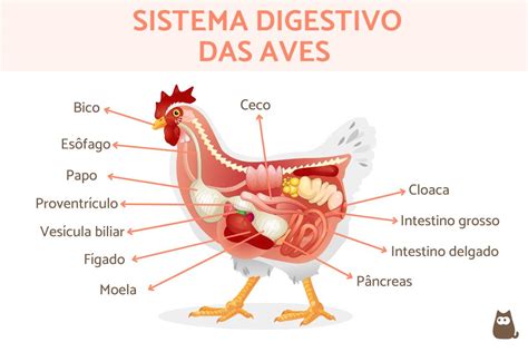 Sistema digestivo das aves Partes e funções FOTOS