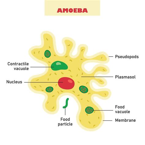 Amoeba Structure Vector Art, Icons, and Graphics for Free Download