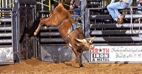 Remembering Bushwacker: World champion bull dies at 18 | AGDAILY