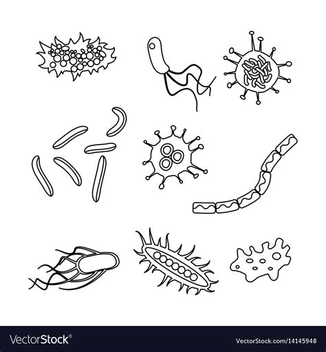 Different Bacteria Types