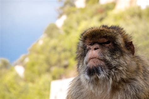 The Famous Apes Of Gibraltar Stock Image Image Of Animal Mammal