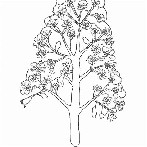 Desenho De Ipê Para Imprimir - 5 Lindos Desenhos de Árvore de Ipê para Imprimir e Colorir
