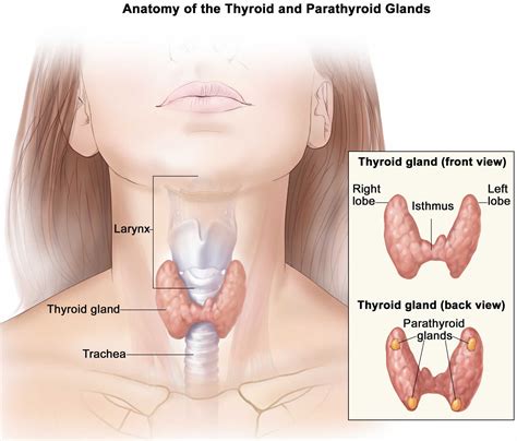 Solitary Thyroid Nodule Causes Symptoms Diagnosis Treatment And Prognosis