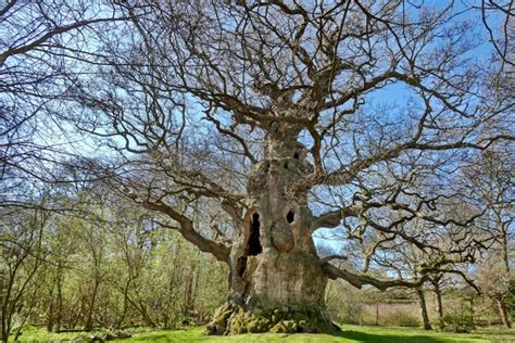 Pedunculate Oak Majesty In Fredville Park Nonington England United