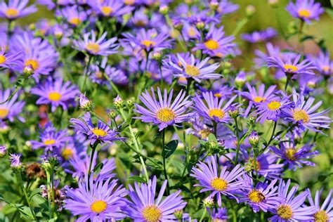 How to Grow: Asters- Grow Asters and Care for this Perennial