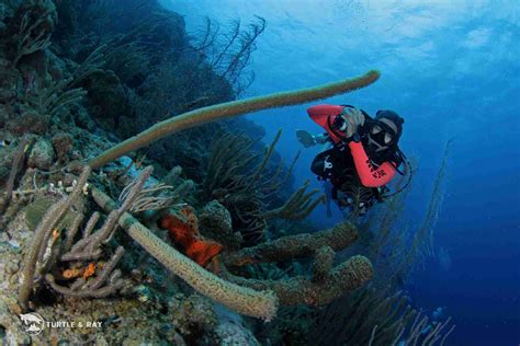 Two Tank Morning Boat Diving In Curacao With Ocean Encounters