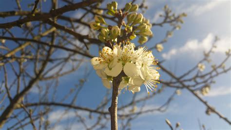 Free Images Tree Nature Branch Sun Sunlight Flower Summer Food Spring Produce