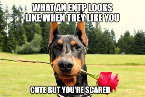 27+ Extremely Accurate ENTP Memes You Will Relate To