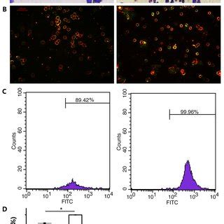 Naked Mole Rat Macrophages Have Higher Phagocytic Capabilities Than