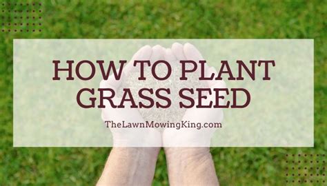 How To Plant Grass Seeds The Lawn Mowing King