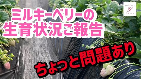 「いちご栽培 いちご農家」ミルキーベリーの生育状況ご報告と栽培して分かった問題点ご紹介 Youtube