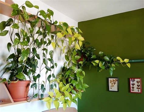 22 Smashing Ideas For Planting Pothos In Unique Styles