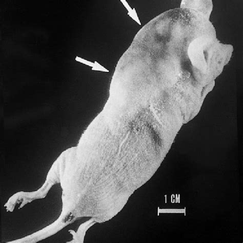 Tumorigenicity In Nude Mice Nude Mice Days After Subcutaneous