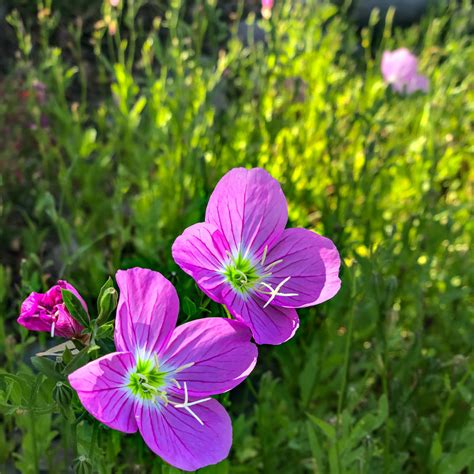 Growing Mexican Evening Primrose The Whiskey Porch