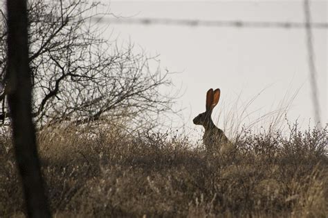 Air Rifle Hunting Basics - TheBestAirRifle.com