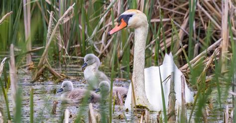 Swan and Cygnets in Rushes · Free Stock Photo